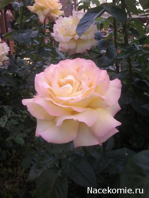 Куклы в народных костюмах – "Девчушки-болтушки"