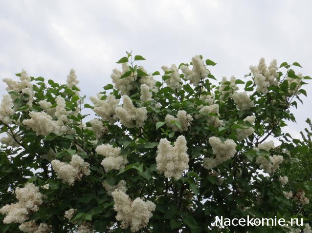 Куклы в народных костюмах – "Девчушки-болтушки"