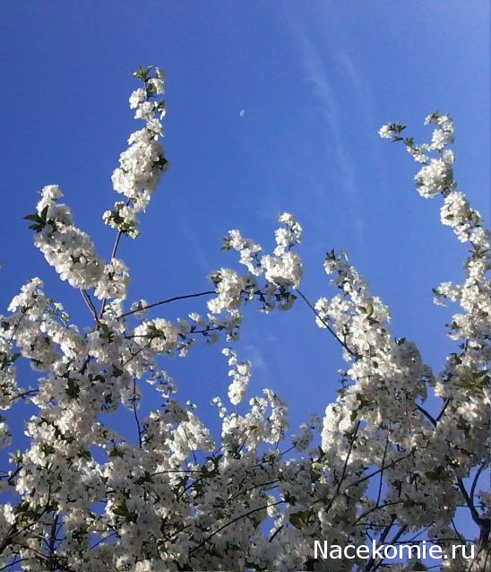 Куклы в народных костюмах – "Девчушки-болтушки"