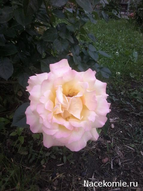 Куклы в народных костюмах – "Девчушки-болтушки"