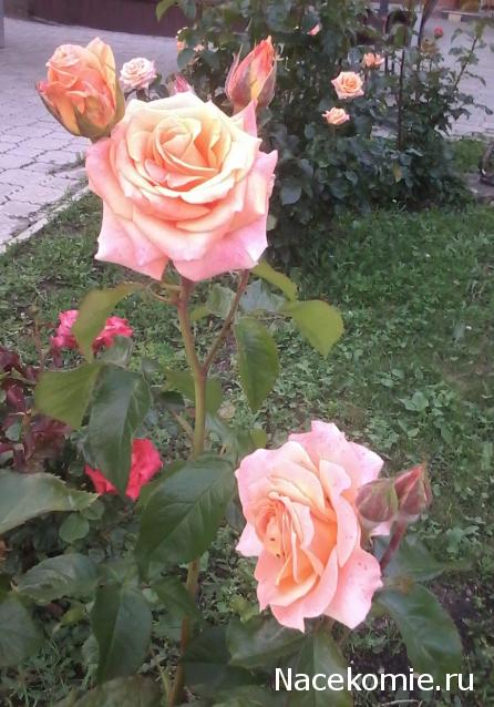 Куклы в народных костюмах – "Девчушки-болтушки"