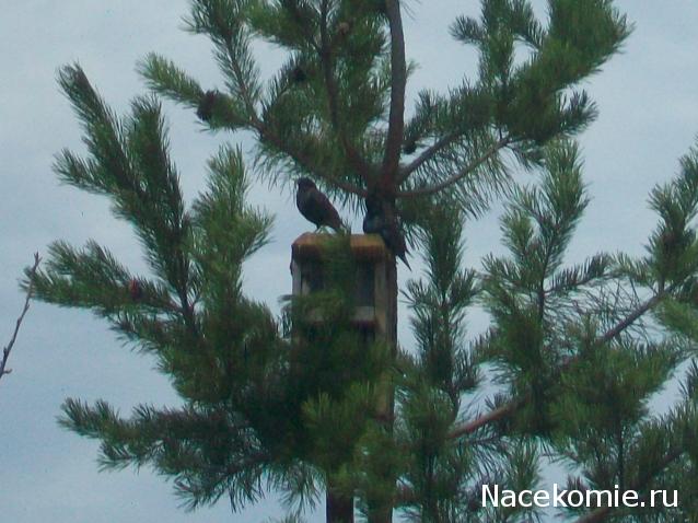 mirumir - Ваня, Валя, Вася