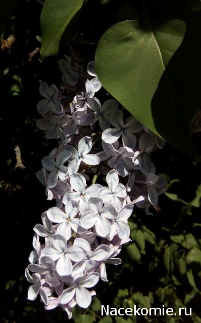 "Живой уголок"