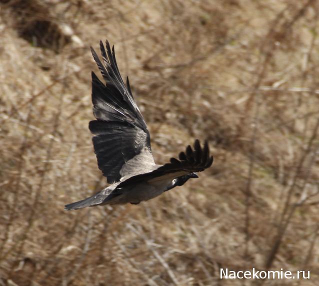 Железная Дорога в Миниатюре - Болталка