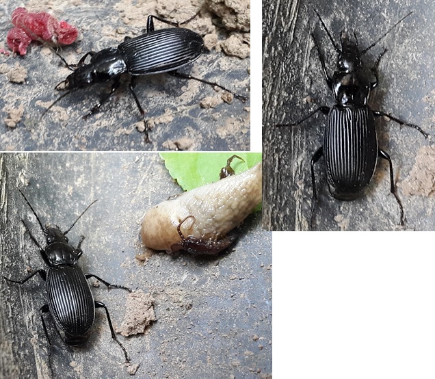 Помощь в определении насекомых