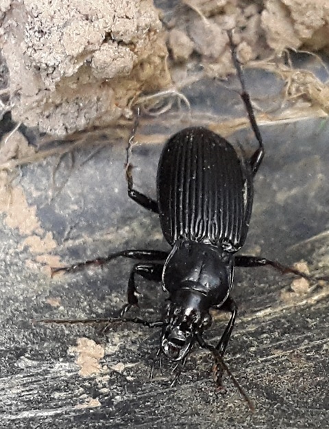 Помощь в определении насекомых