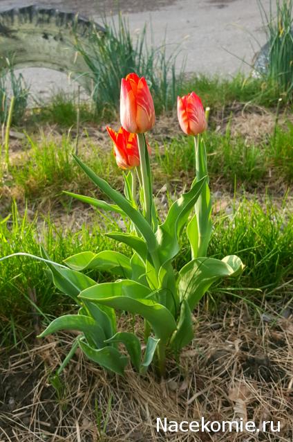 "Живой уголок"