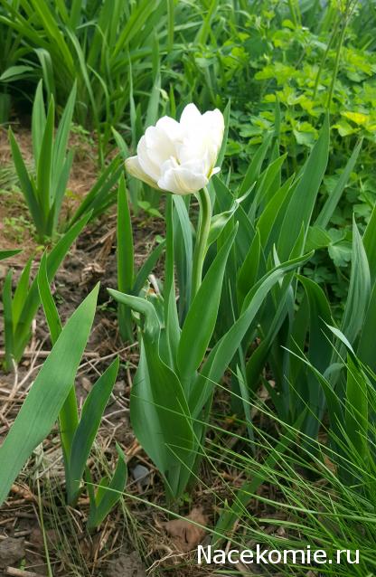 "Живой уголок"