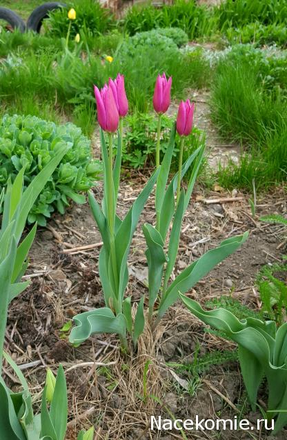 "Живой уголок"