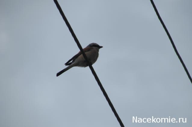 "Живой уголок"