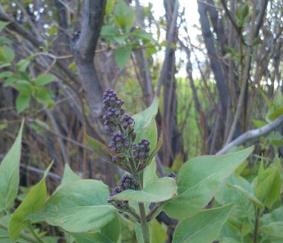 Куклы в народных костюмах – "Девчушки-болтушки"