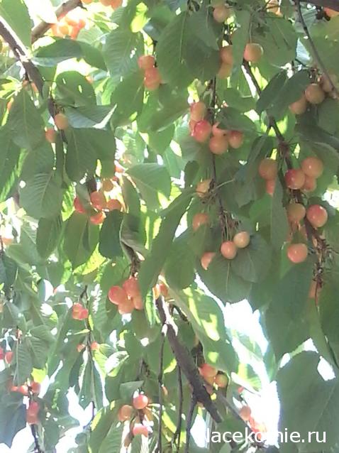 Куклы в народных костюмах – "Девчушки-болтушки"