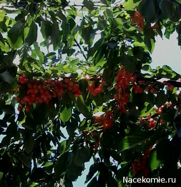 Куклы в народных костюмах – "Девчушки-болтушки"