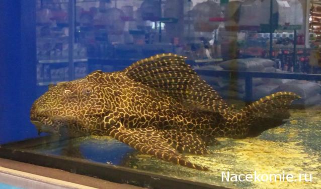 "Живой уголок"