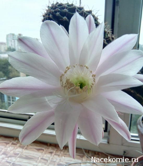 "Живой уголок"