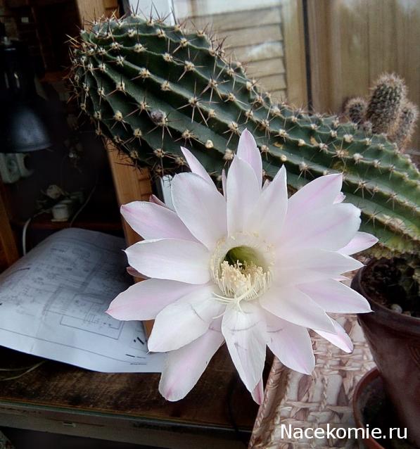 "Живой уголок"