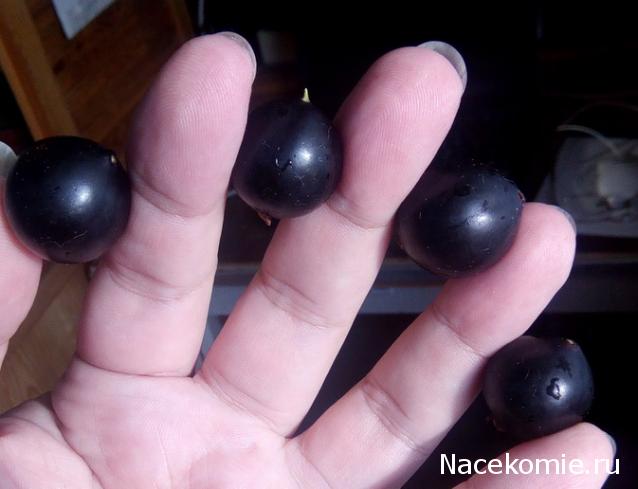 Кулинарный отдел