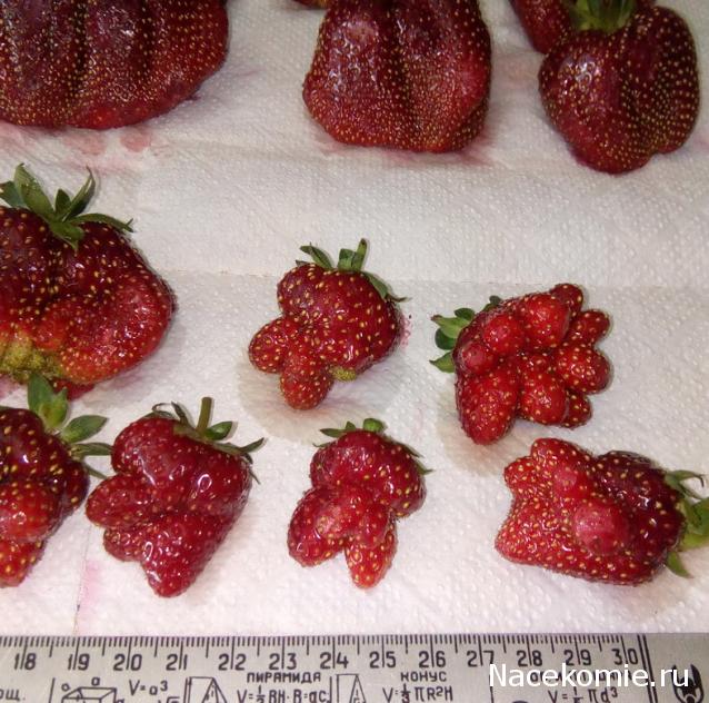 Кулинарный отдел