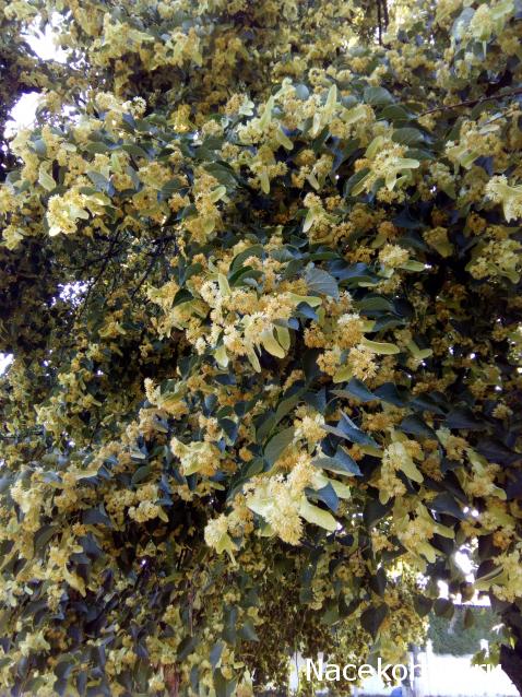 "Живой уголок"