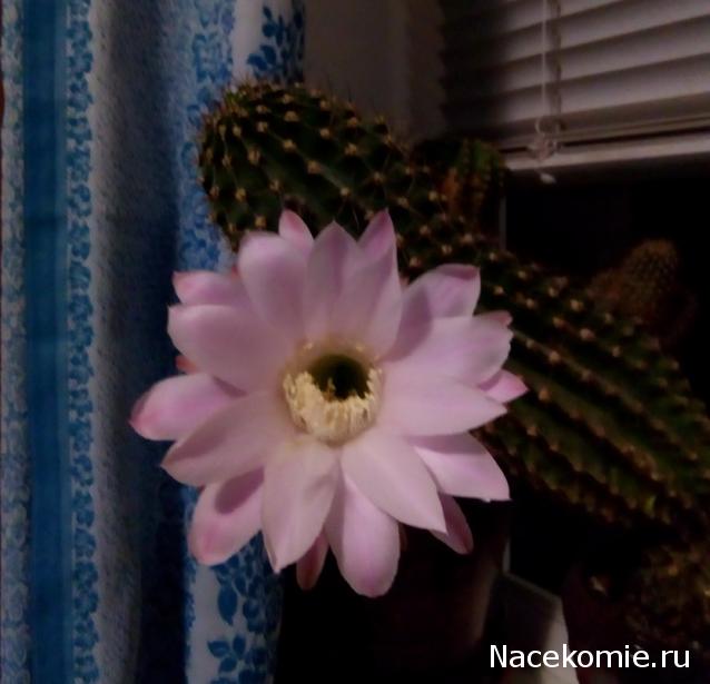 "Живой уголок"