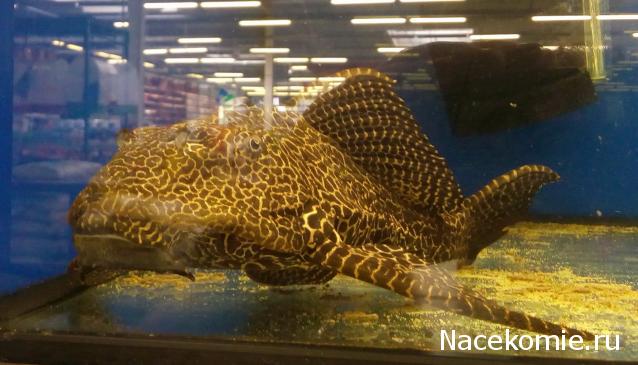 "Живой уголок"