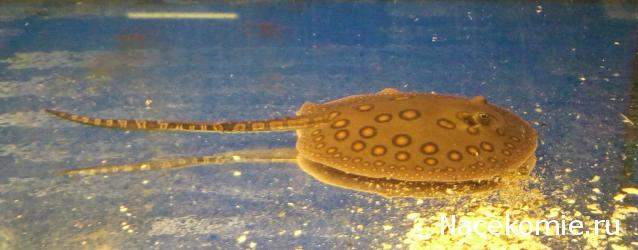 "Живой уголок"