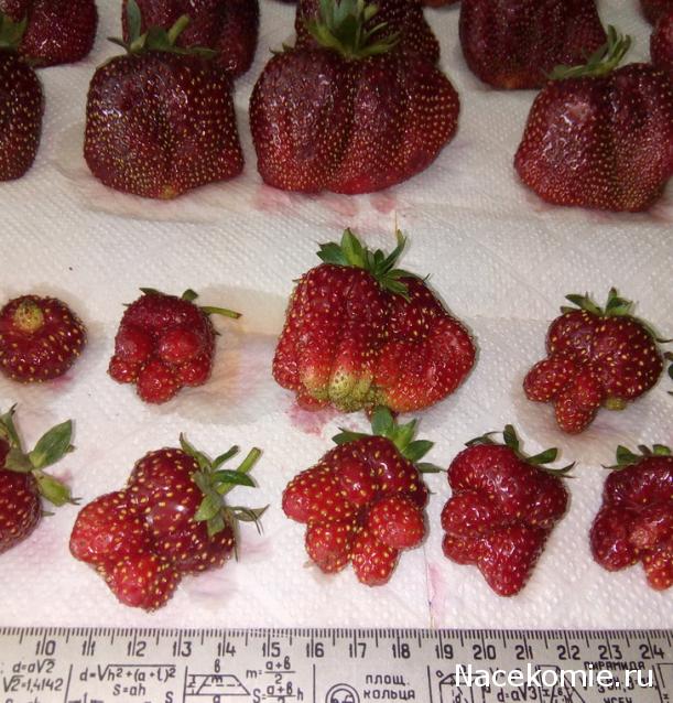 Кулинарный отдел