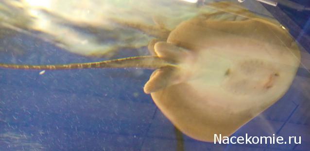 "Живой уголок"