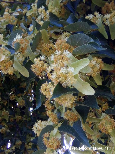 "Живой уголок"