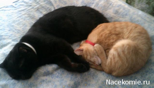 Eva1949 - Дом мечты-души моей воспоминания; 1Abrikoska - Мой гостеприимный дом