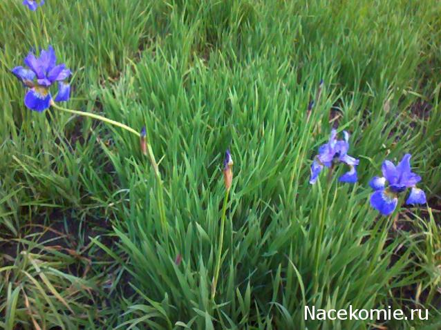 "Живой уголок"