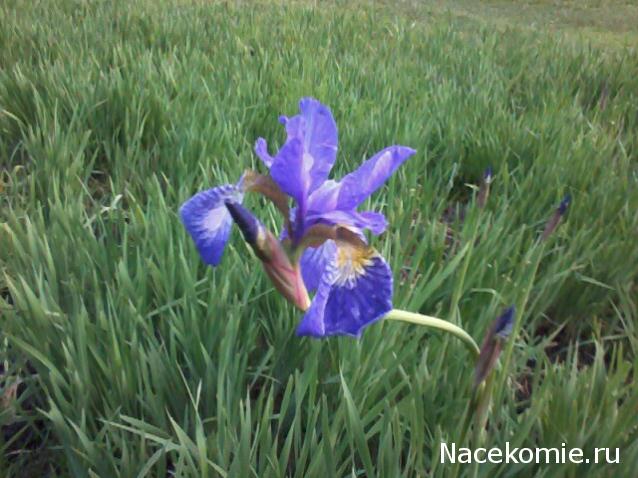 "Живой уголок"