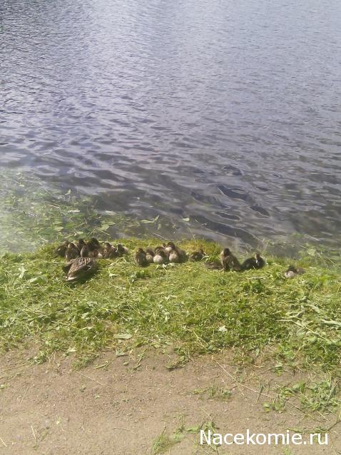 "Живой уголок"