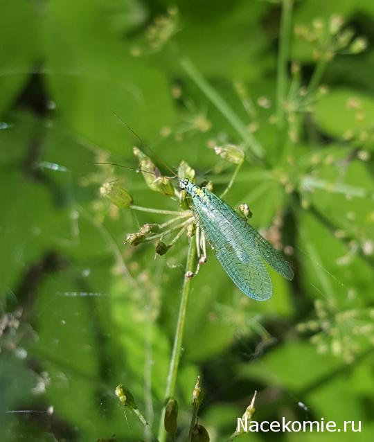 "Живой уголок"