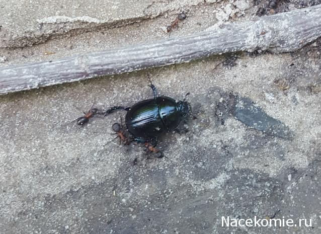 "Живой уголок"