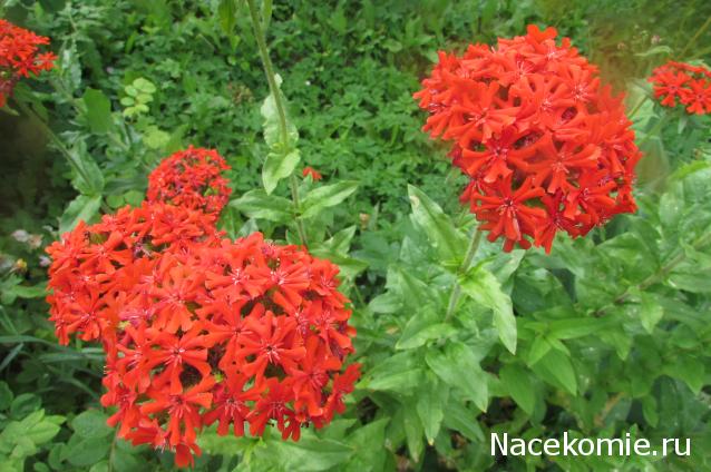 "Живой уголок"