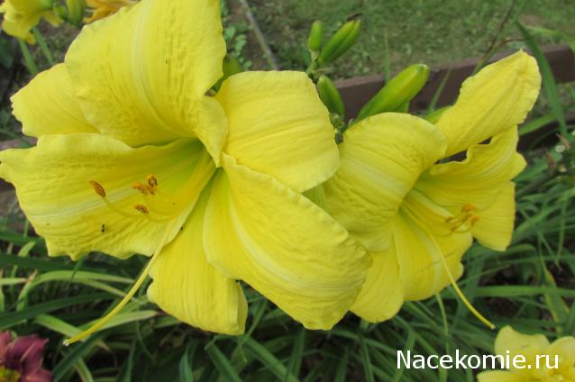 "Живой уголок"