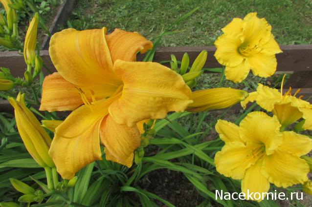 "Живой уголок"