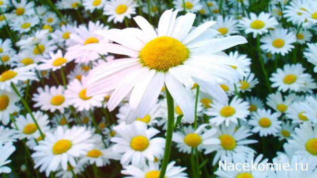 Eva1949 - Дом мечты-души моей воспоминания; 1Abrikoska - Мой гостеприимный дом