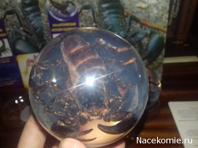 "Живой уголок"