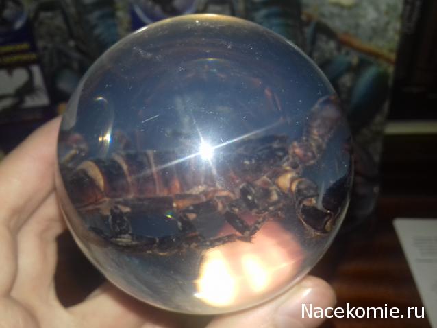 "Живой уголок"