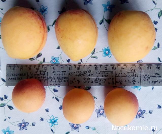 Кулинарный отдел