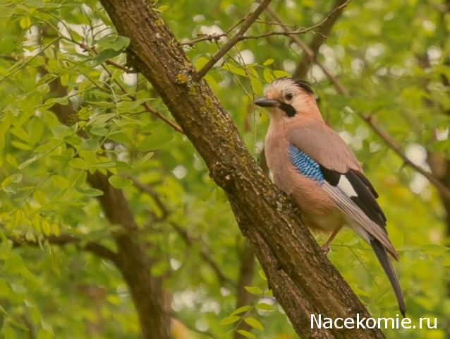 "Живой уголок"