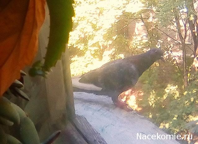 "Живой уголок"