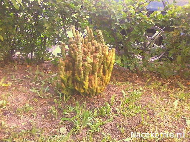 "Живой уголок"