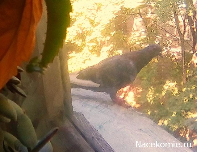 "Живой уголок"