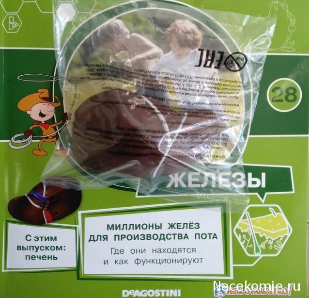 Тело Человека (DeAgostini) - График выхода и обсуждение