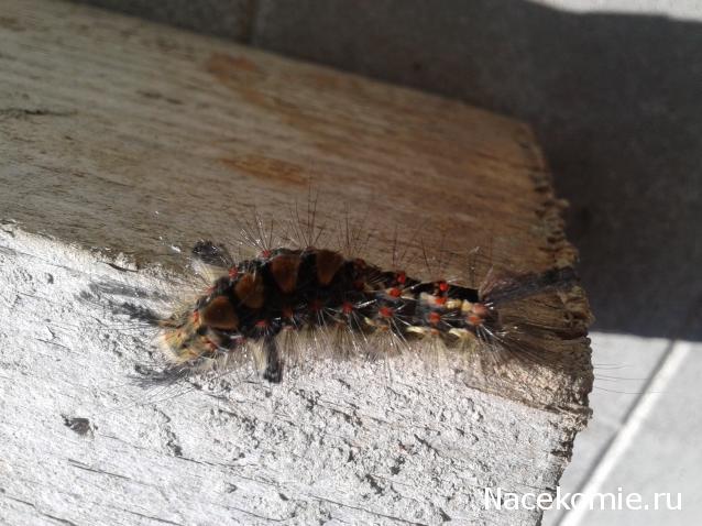 "Живой уголок"