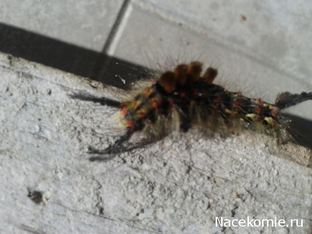 "Живой уголок"