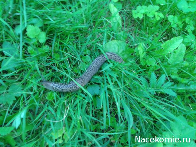 "Живой уголок"